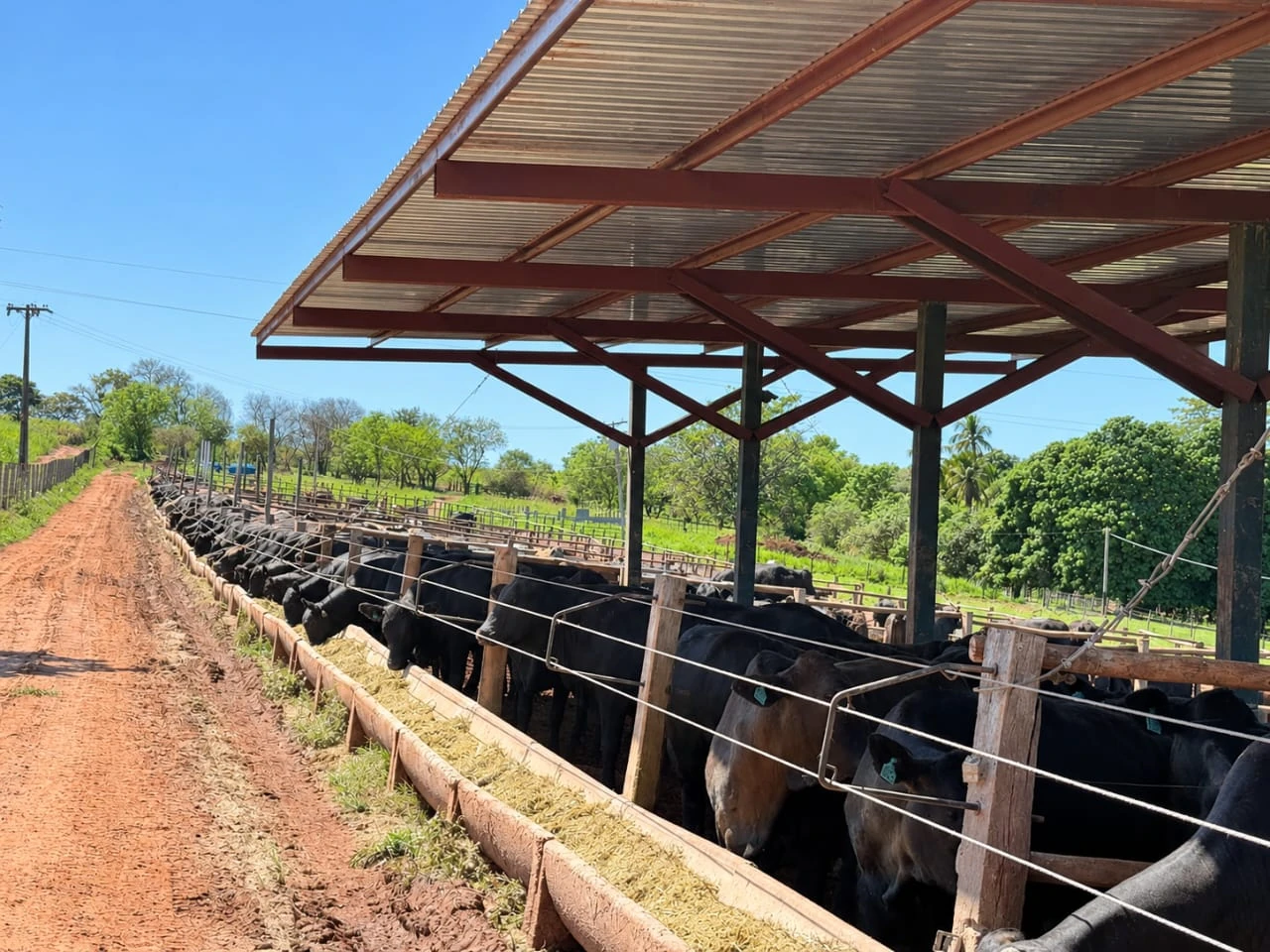Engorda no Armazém da Carne