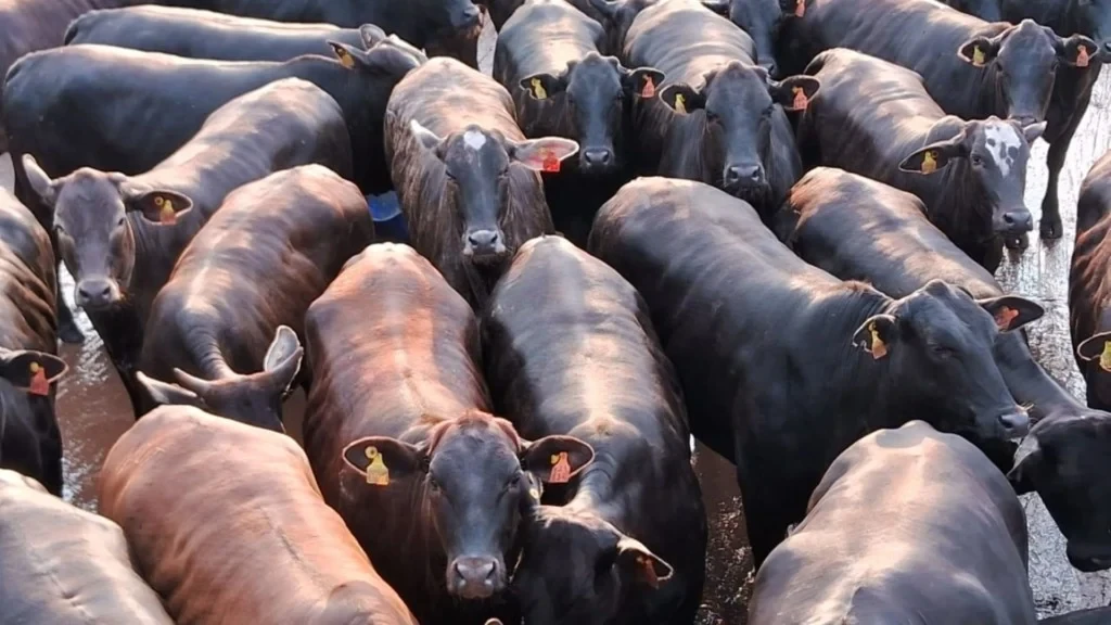 Origem no Armazém da Carne